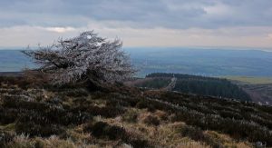 Frosty tree on Moel Famau summit