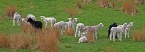 DSCF4215 Lambs in Arkengarthdale